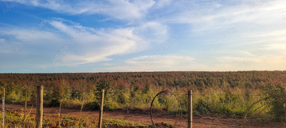 eucalyptus harvest on a farm in the interior of Brazil