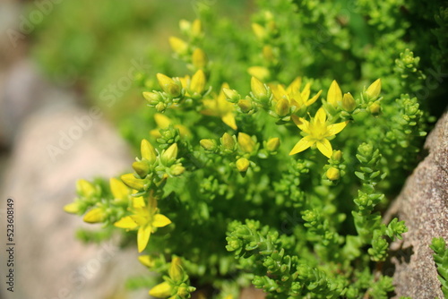 rozchodnik ostry Yellow Queen sedum acre