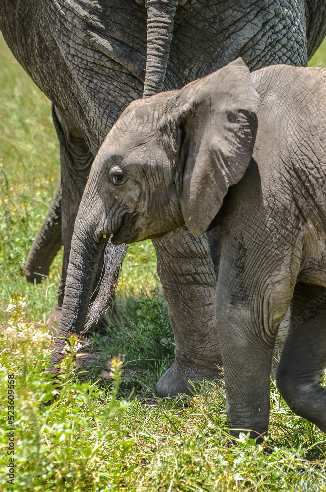 Baby elephant walking in the green grass of the savannah under the protection of its mother