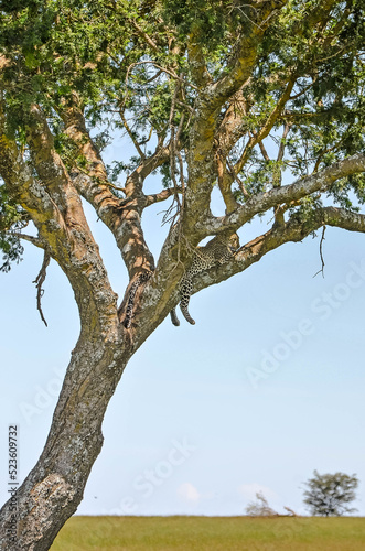 Leopard resting in the braches of an acacia in the middle of the African savanna photo