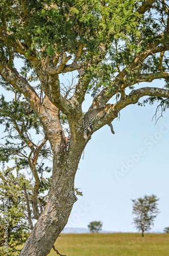 Leopard resting in the braches of an acacia in the middle of the African savanna