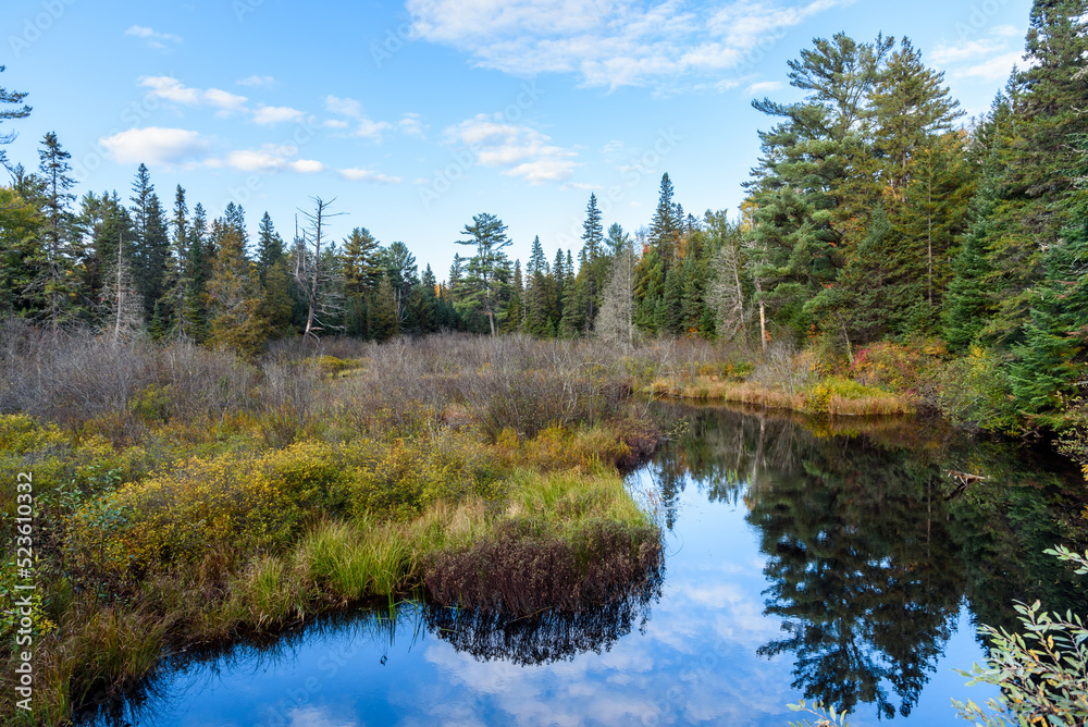 Pond in a pine forest on a clear autumn day. Reflection in the calm waters.