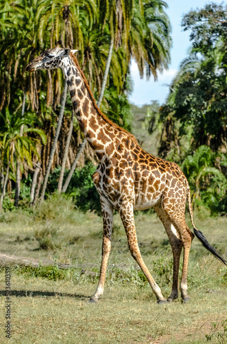 Giraffe in a beautiful landscape of the African savannah