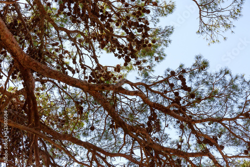 Large pine branches with cones on the background of the blue sea on a summer day. Close up