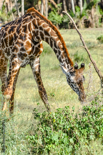 Giraffe in a beautiful landscape of the African savannah