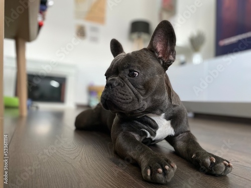 french bulldog puppy