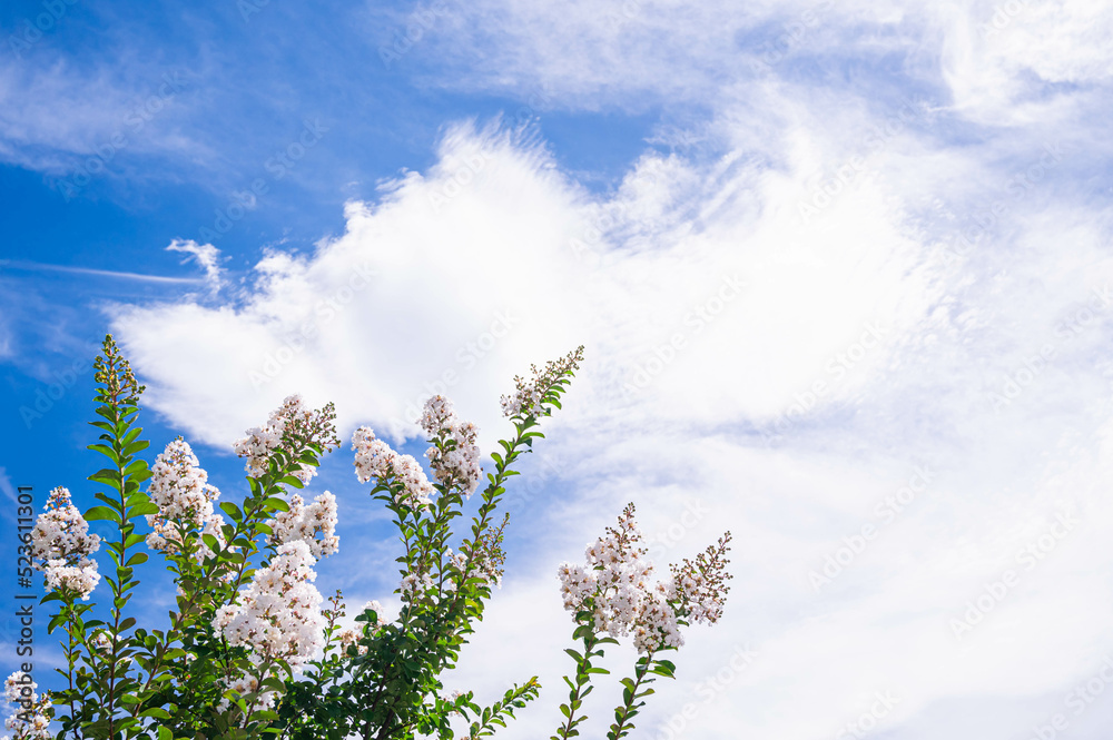 白いサルスベリの花 白いサルスベリの花