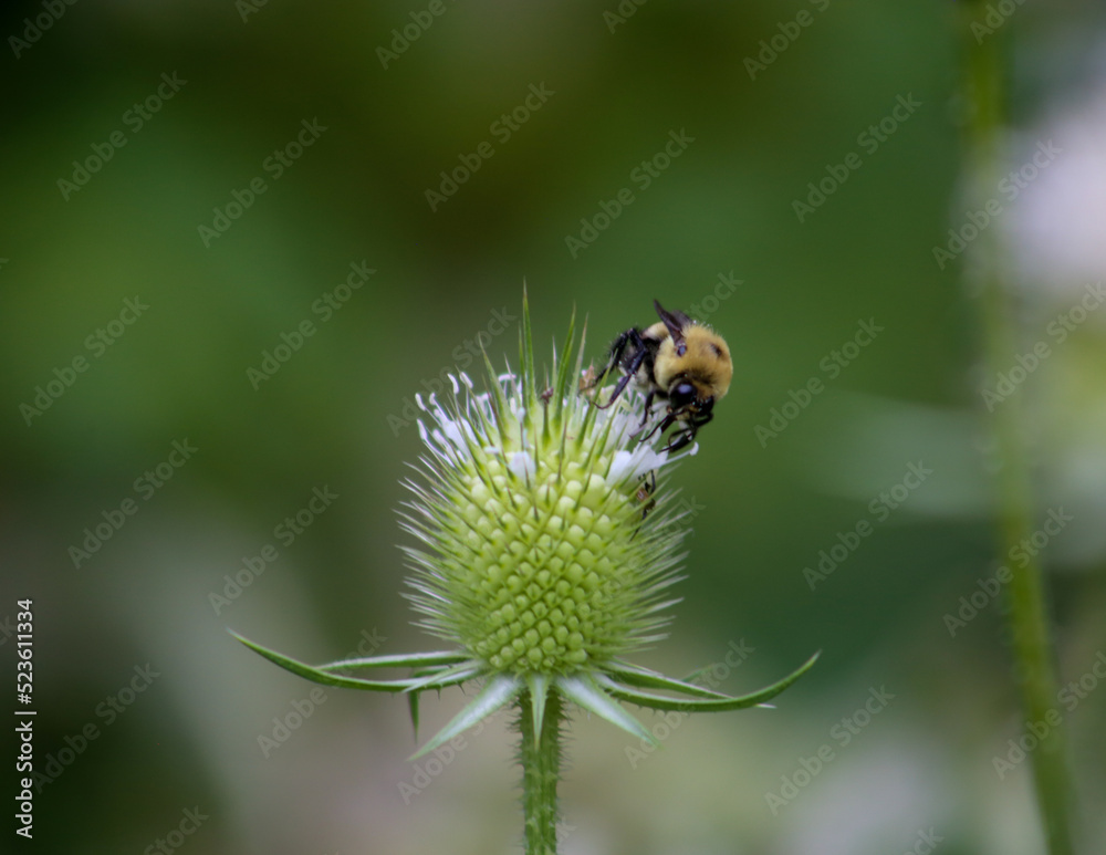 bee on a flower bee on a flower