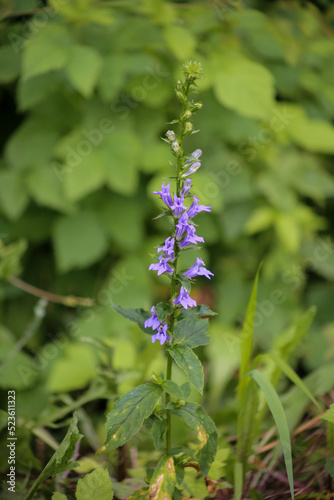 Purple Wildflowers © Alec Bochar Photos