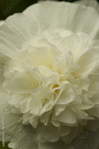 White hollyhock bloom close up