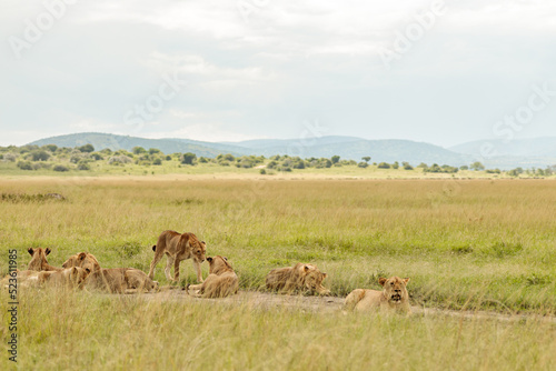 Herd of cougars resting on a field in dry grass in a national park in Africa