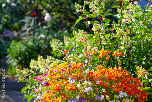 Orange nemesia flowers lit by the sun in a flower bed. Bright orange summer floral background. Flowers lit by sun in the summer garden photo