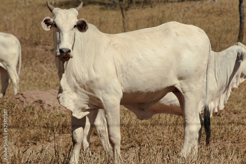 Fototapeta Naklejka Na Ścianę i Meble -  feeding and grazing of Brazilian cattle