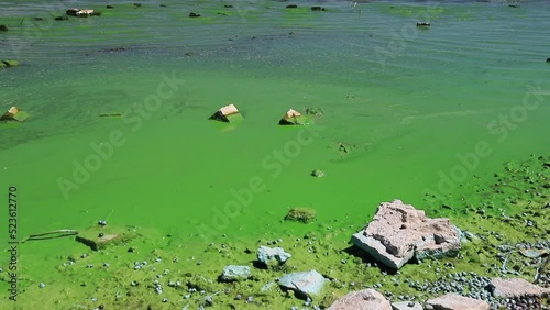 Water covered with green algae. River green algae bloom background. Global environmental pollution. Dirty waters in lake, river, bay, pond