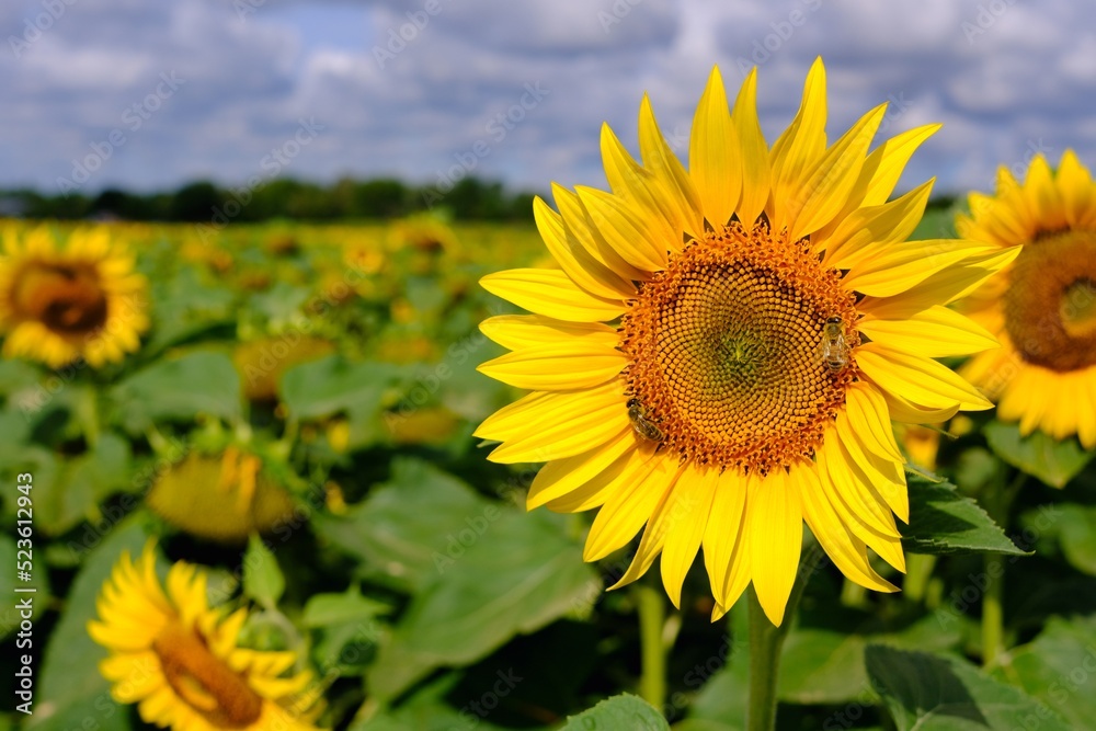 Sonnenblumen mit Biene vor einem unscharfem Hintergrund