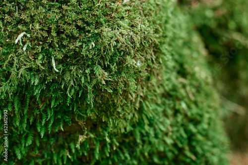 Beautiful moss close-up on the stone. Beautiful background from moss for wallpaper. Moss macro scene.