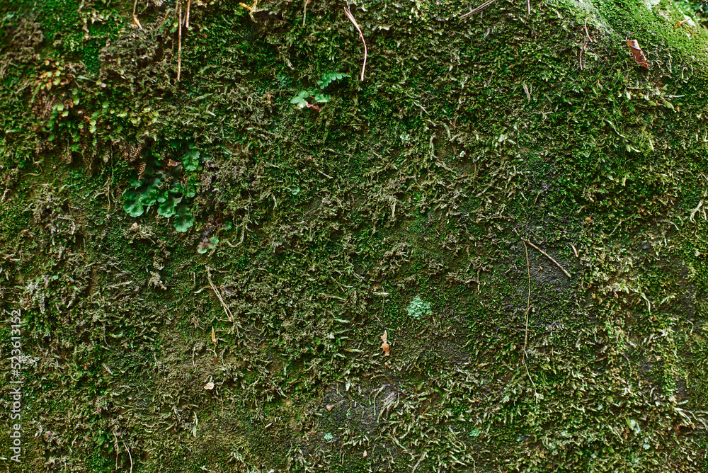 Obraz premium Beautiful moss close-up on the stone. Beautiful background from moss for wallpaper. Moss macro scene.