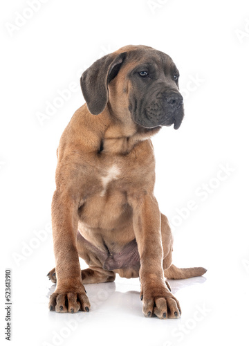 puppy cane corso