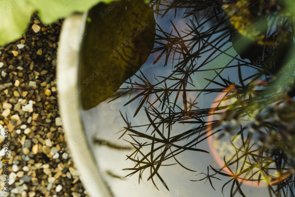 © Wavebreak Media - Close up of reflection in water in plant pot © Wavebreak Media - Close up of reflection in water in plant pot