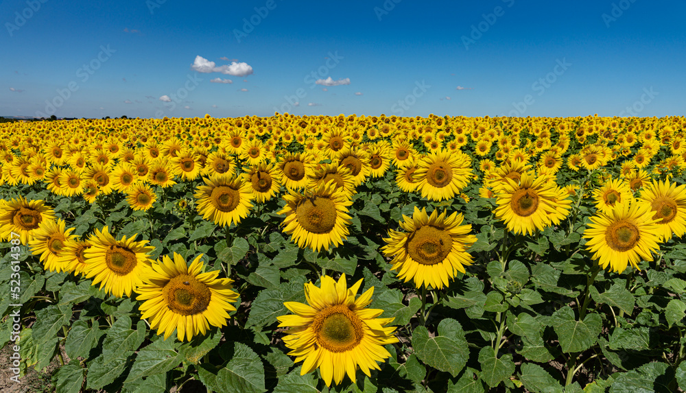 Fototapeta premium Sonnenblumen in Feld