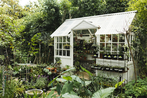 Multiple green plants and leaves in garden and white glasshouse