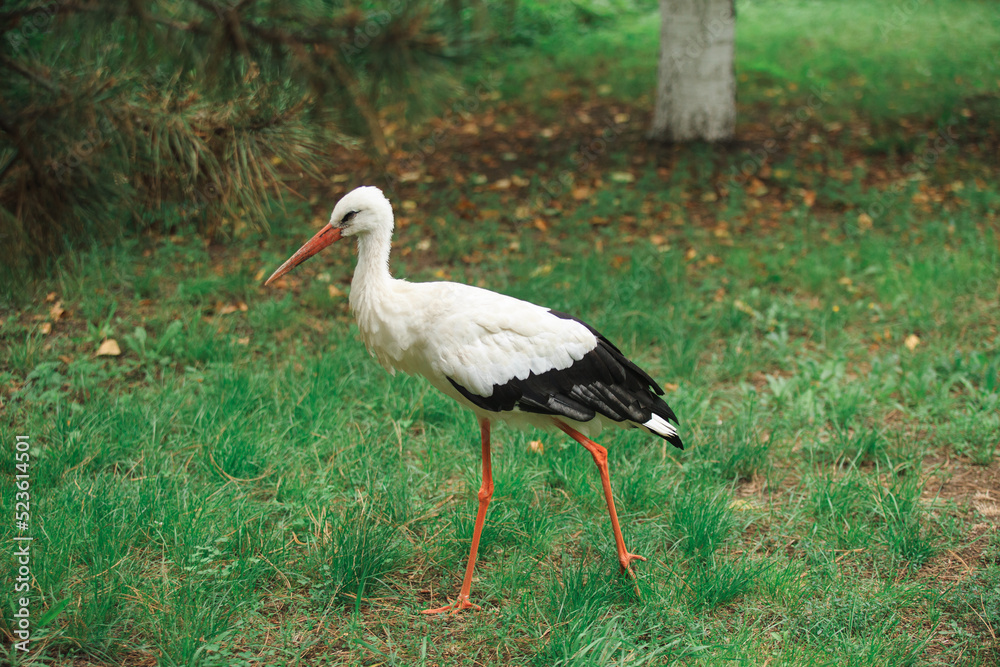 Fototapeta premium A white stork walks freely on a green lawn, a beautiful bird in its natural habitat.