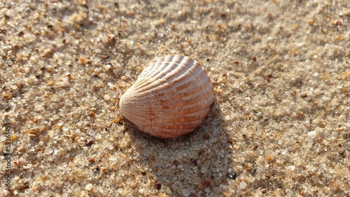 a small scallop lies on the sand on the beach by the sea