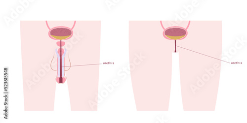 Comparative diagram of man and woman urethra. Urinary bladder anatomy on male and female silhouette.