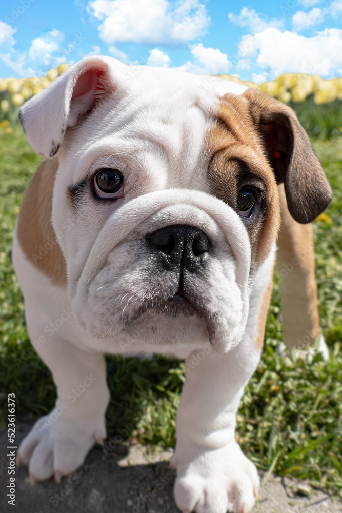 English bulldog on the lawn. Portrait. Pets. A purebred dog