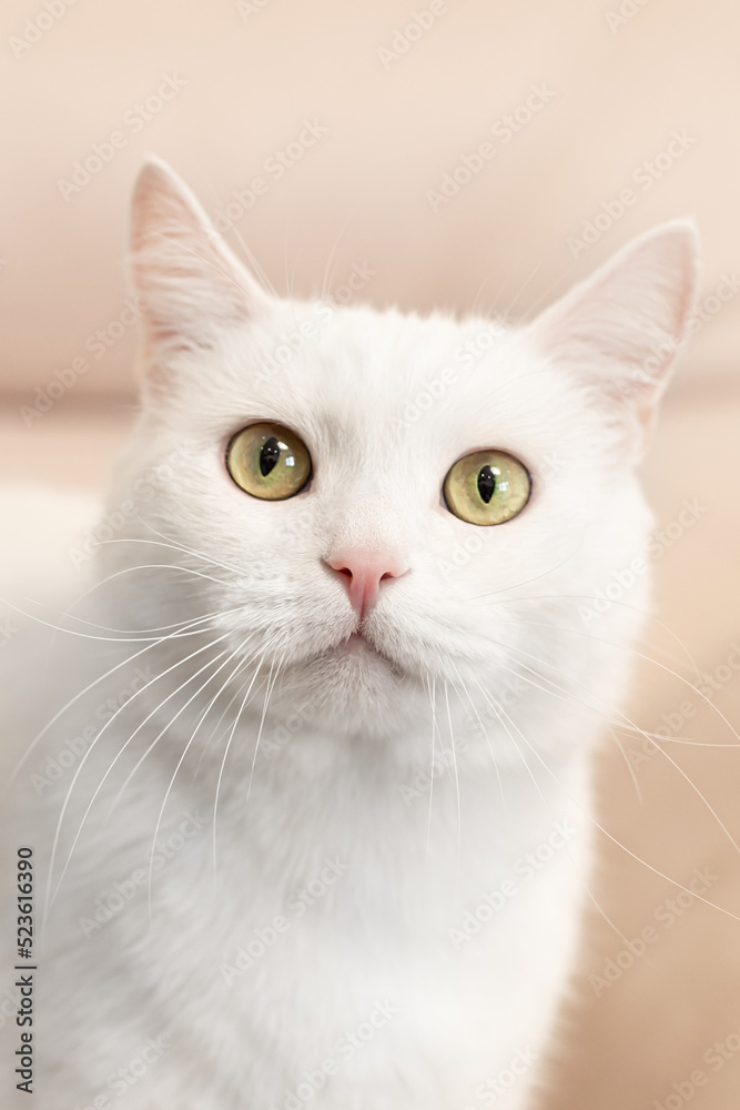 A purebred British cat. Portrait. Animal themes. Pets