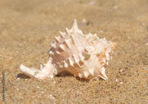 a large white exotic shell lies on the sand © Paulina