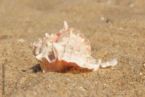 a large white exotic shell lies on the sand