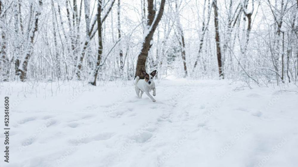 Jack Russell terrier in winter in a public park. A thoroughbred dog. Animal themes. Pets Jack Russell terrier in winter in a public park. A thoroughbred dog. Animal themes. Pets