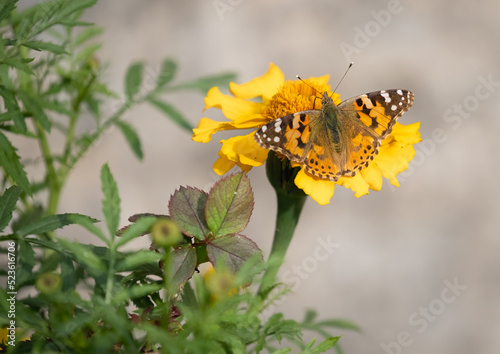 Фотография A painted lady butterfly sitting on a flower