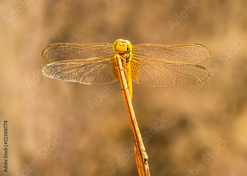 A Dragon fly resting on a branch © YK