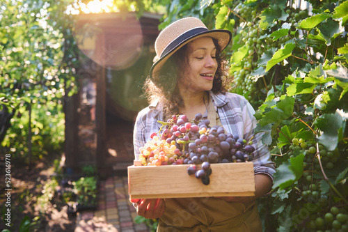 Beautiful sunbeams falling on the vineyards at dawn , while a delightful smiling and happy woman, successful viticulturist, amateur winemaker, eco farmer harvesting ripe grapes into a wooden crate
