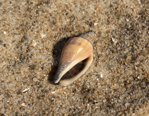 a brown seashell lies on wet sand on a beach by the sea
