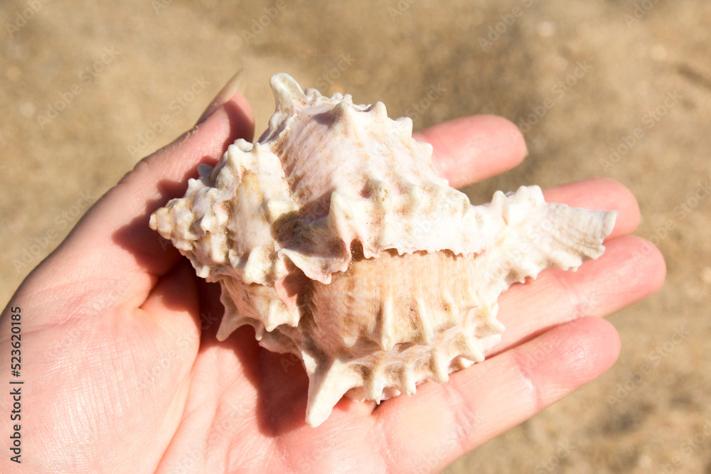 a large white exotic shell lies on the palm of your hand a large white exotic shell lies on the palm of your hand