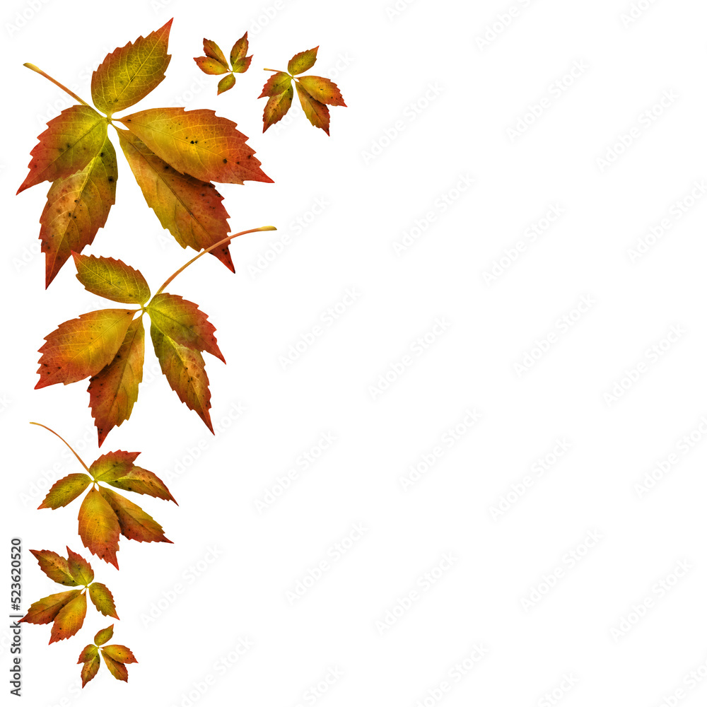 Buntes Herbstlaub und Hintergrund transparent Buntes Herbstlaub und Hintergrund transparent