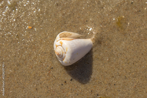 white small exotic seashell lies on wet sand beach by the sea © Paulina