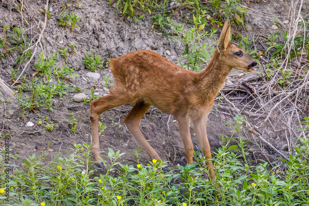 young curious roe deer looking for some water during the summer young curious roe deer looking for some water during the summer