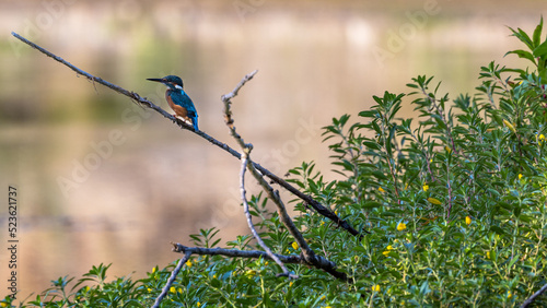 A kingfisher is perched on a branch above the water of a small lake