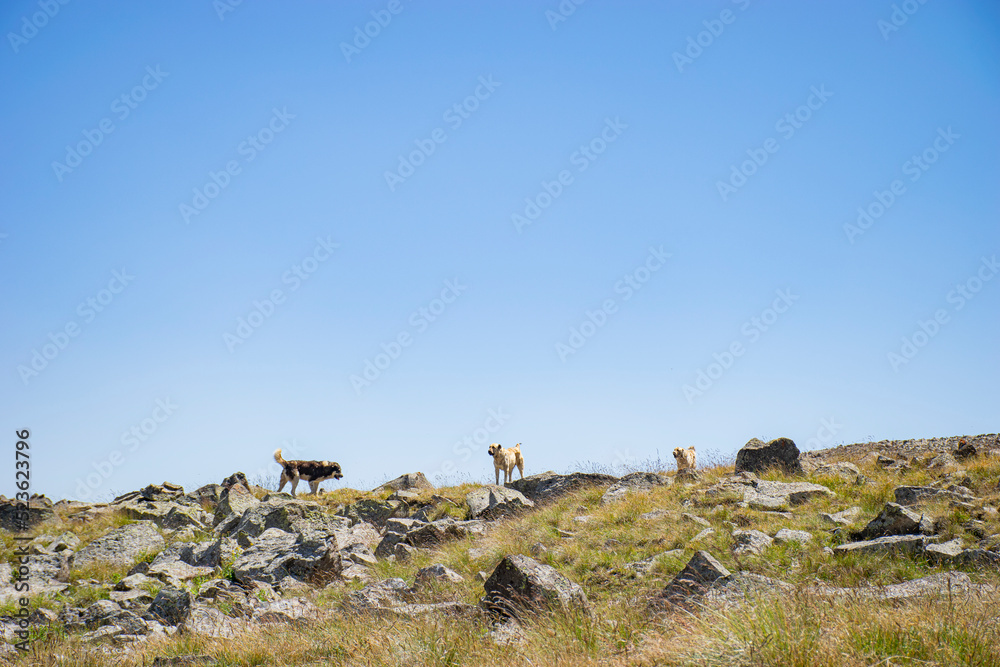 herd of sheep in the field