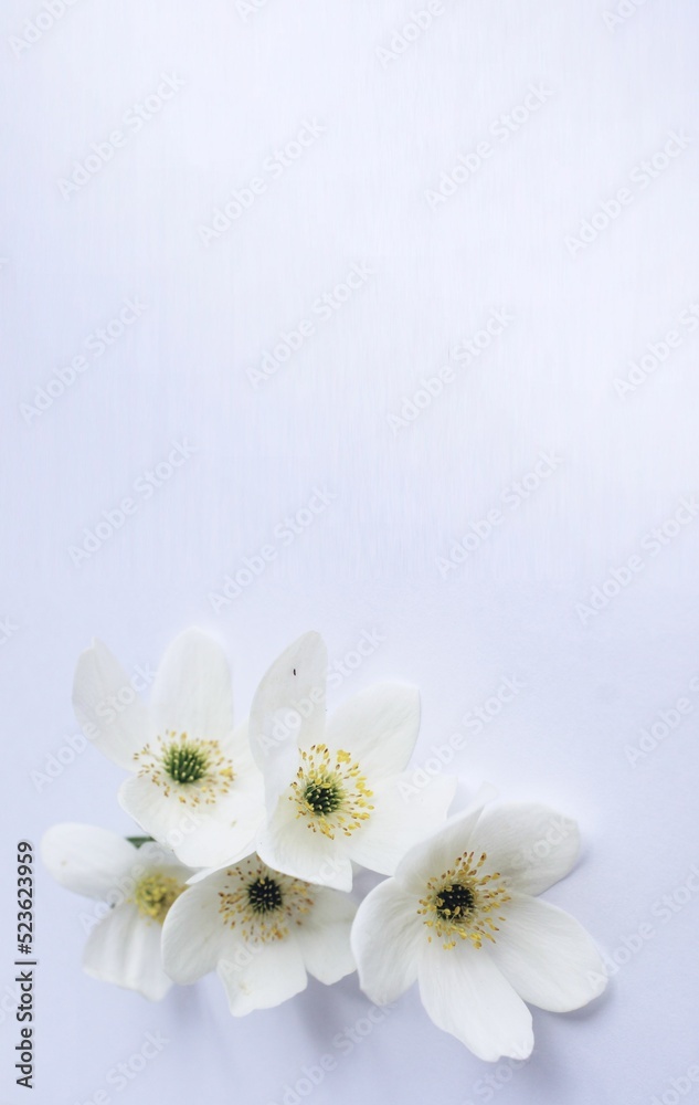White flowers on a white background. Delicate floral arrangement. Background for a greeting card. White flowers on a white background. Delicate floral arrangement. Background for a greeting card.