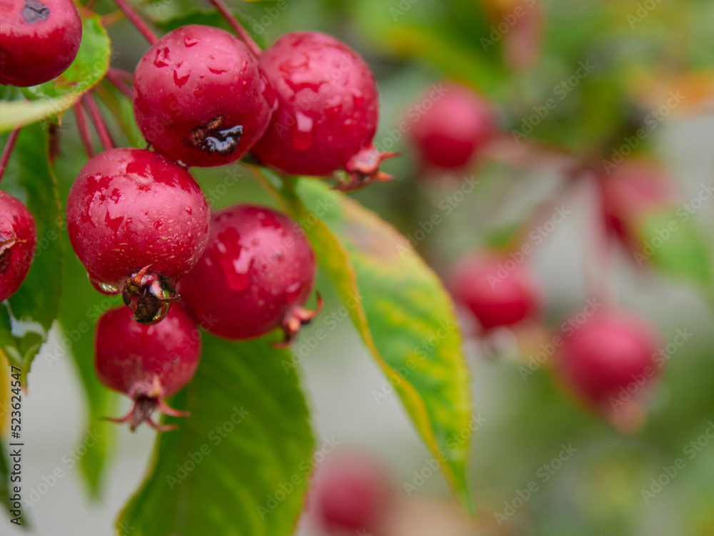Ripe fresh apples on apple tree branch after rain with water drops. Ripe fresh apples on apple tree branch after rain with water drops.