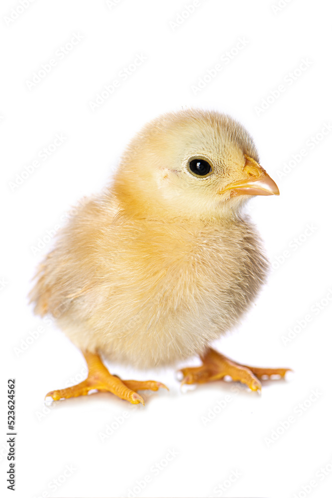 Cute chicken isolated on white background Cute chicken isolated on white background