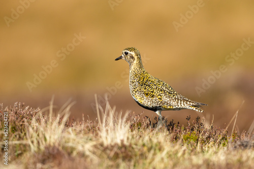 Golden plover on managed moorland in Swaledale, Yorkshire Dales, UK, during the nesting season.  Facing left, close up.  Scientific name: Pluvialis apricaria.  Copy space. © Moorland Roamer
