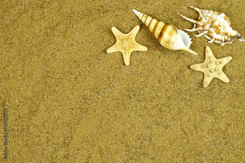 Sea shells with sand as background. Seashells and starfish.
