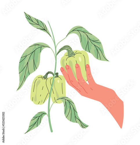 Hand holds ripe bell pepper on bush.