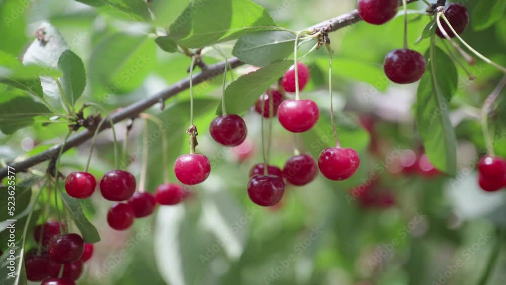 Ripe cherries hang from a cherry tree branch. Ripe cherries hang from a cherry tree branch.